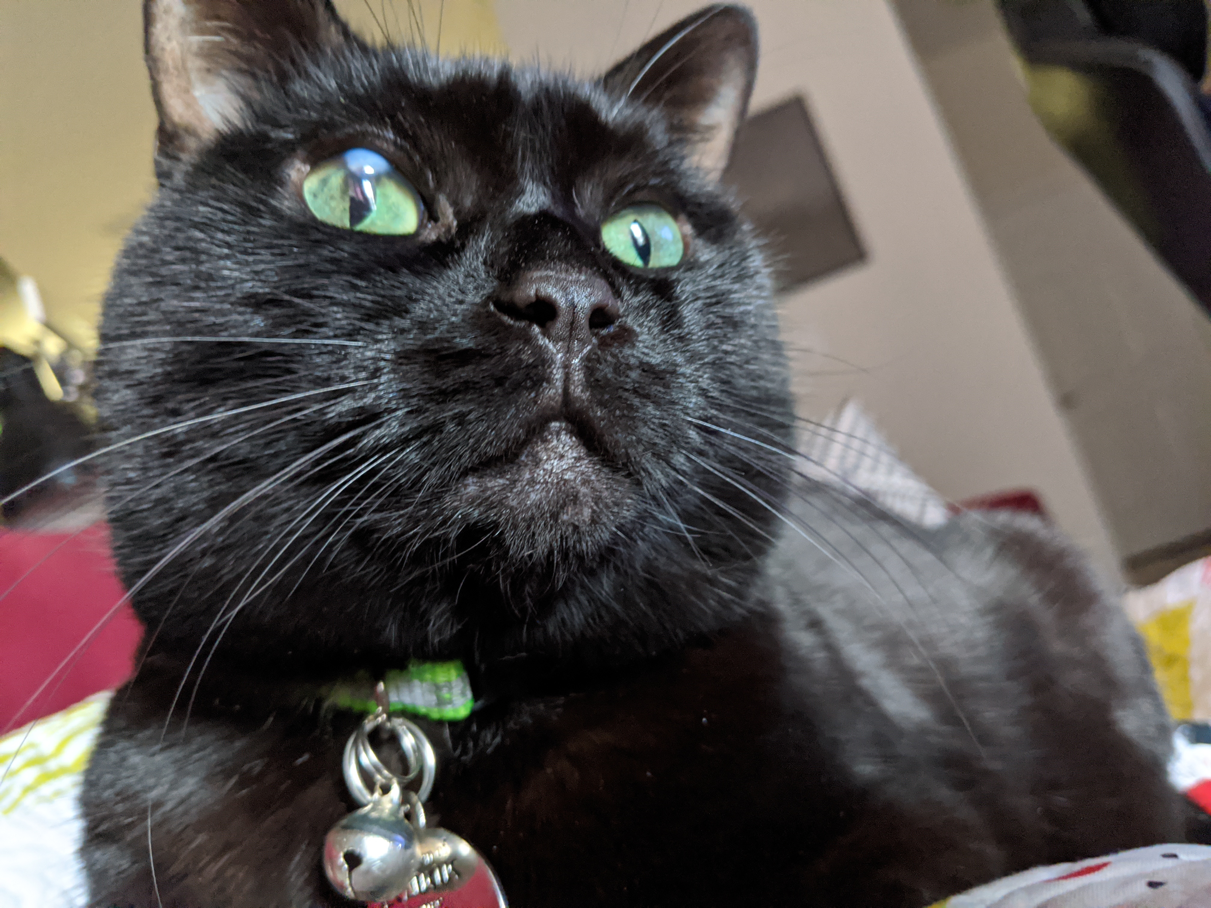 picture of Dana's black cat